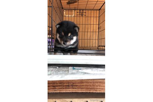 成約済の岡山県の柴犬-161932の1枚目